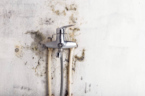 Best Mold Cleaning Services  in Union City, PA