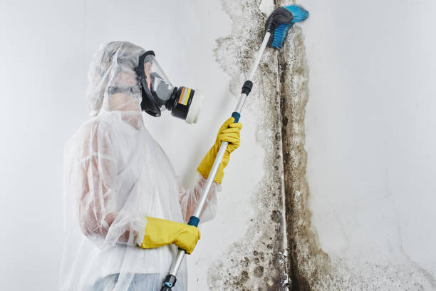 Best Emergency Mold Removal  in Union City, PA