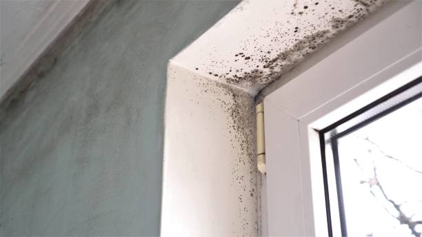 Best Fast Mold Removal  in Union City, PA