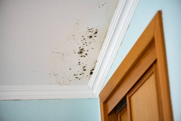 Best Mold Damage Repair  in Union City, PA
