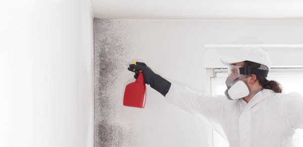 Attic Mold Removal in Union City, PA