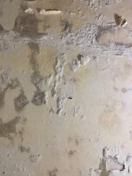 Best Attic Mold Removal  in Union City, PA